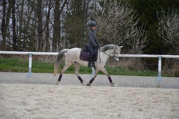 Talentierte Ponystute, Lisa Mohapp, Pferd kaufen, Reinberg-Heidenreichstein