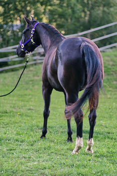 Talentierte, schwarze Quarter Horse Jungstute für Sport und Freizeit, Kerstin Rehbehn (Pferdemarketing Ost), Pferd kaufen, Nienburg