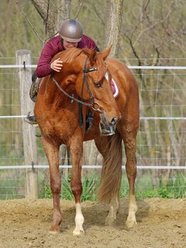 Talentierter Kisberi-Wallach mit vielversprechender Zukunft