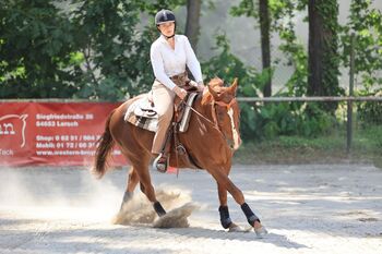 Talentierter Quarter Horse Wallach mit Reining-Ausbildung