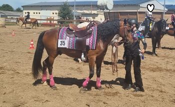 talentiertes Reitpony mit Show-Erfahrung