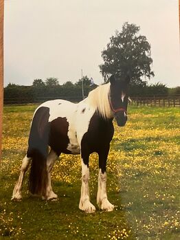 Irish Cob Beisteller, Wiltrud Löher , Konie na sprzedaż, Wedemark 