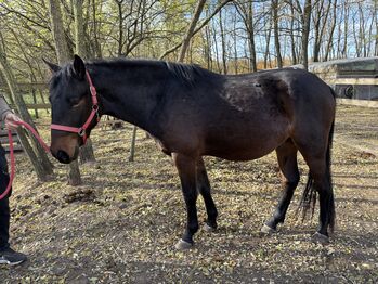 Brave toekomstige kinder pony