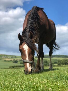 Taran looking for forever home, Kaitlyn Jones, Konie na sprzedaż, Prestatyn 