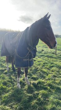 Tb gelding horse for sale