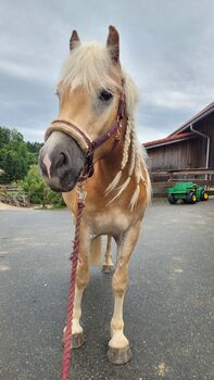 Verkaufe 3,5-jährigen Haflinger Wallach, Melanie Zeiler , Horses For Sale, Graz