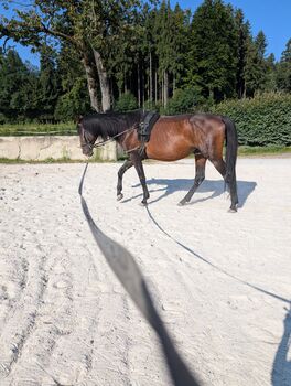 Verkaufe Budjonny - Hengst Bazilevs