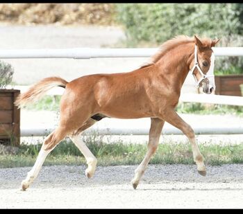 Tears of Phoenix -zukünftiges Kinderpony- österreischischer Reitpony Hengst, Lisa Marie Pfleger, Pferd kaufen, Unterloitzenberg