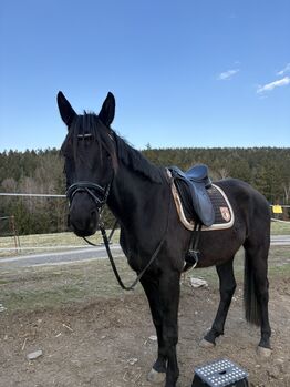 Tech One Dressursattel (wie Erreplus), Tech One Sattel, Lara-Marie Horn, Dressage Saddle, Auerbach/Vogtland