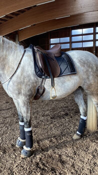 Tekna Dressursattel Braun, Tekna S line, Denise Schrodek, Dressage Saddle, Regen