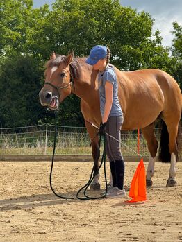 Teleskopische Trainingsfahnen für Horsemanship und Bodenarbeit, Maya (Swisshorseshop), Pomoce szkoleniowe , 8500 Frauenfeld