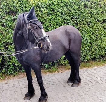 Therapie Kinderpony, B.M., Konie na sprzedaż, Großheide