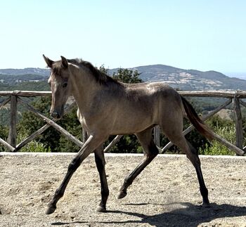 Tesoro Argento - PRE, Hengst, 5 Monate, Schimmel, WOW Pferd  (WOW Pferd), Pferd kaufen, Bayern - Attenkirchen