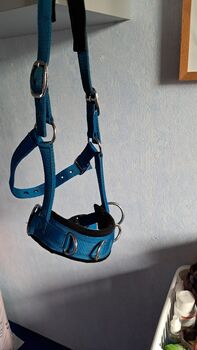 Kappzaun textil, Tina, Lunging, Frankenthal (Pfalz)