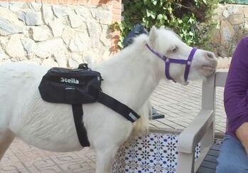 therapy miniature horse with experience, Eva, Horses For Sale, Alicante