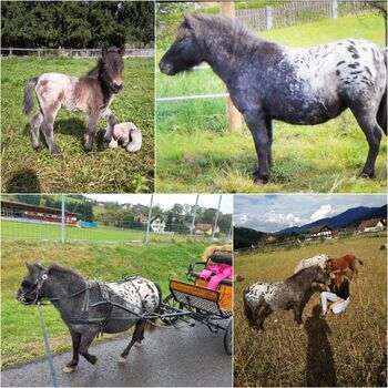 Therapieponys, Jungepferde, Kleinpferde, Großpferde, P.a., Horses For Sale, Bruck an der Mur 