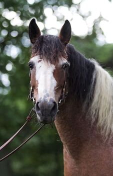 #therapyhorse #superspecialbreed, WOW Pferd  (WOW Pferd), Horses For Sale, Bayern - Attenkirchen