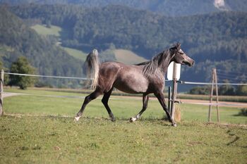 Vollblutaraberstute Madita, Maria , Horses For Sale, Ternberg