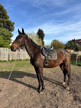 Vollblutwallach (Soldier of Honour) mit Potenzial sucht erfahrenen Partner, Josi , Horses For Sale, Aschersleben Klein Schierstedt