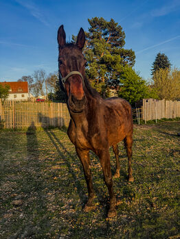 Vollblutwallach (Soldier of Honour) mit Potenzial sucht erfahrenen Partner, Josi , Horses For Sale, Aschersleben Klein Schierstedt