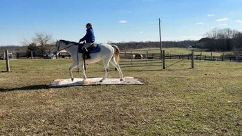 Thoroughbred Horse 7 yr old gelding, Owen , Horses For Sale, London