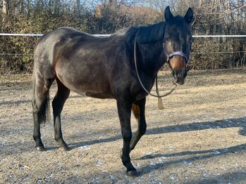 Tierschutzpferd "Banana Split" sucht liebevollen Platz, Josefin, Horses For Sale, Kirchberg am Wagram