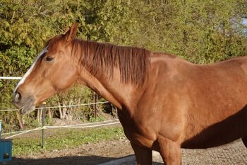 Tierschutzpferd Holly sucht Zuhause