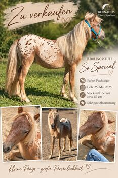 Tigerschecke, Mini Appaloosa, Pony, Partbred, Shetty, Ina, Horses For Sale, Eggenfelden