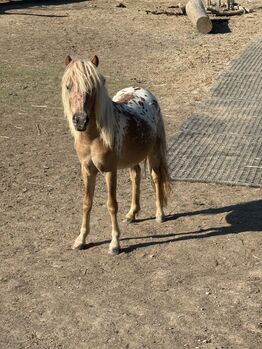 Tigerschecke, Mini Appaloosa, Pony, Partbred, Shetty