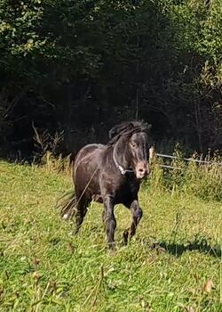 Tigerschecke Kutschengespann Pony