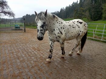 Tiger-Norikerwallach, Dunja Ungerank, Horses For Sale, Hard