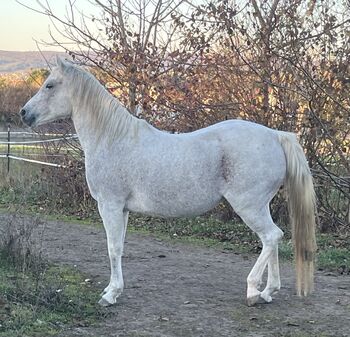 Zur Verfügung: Bildhübsche Araberstute (16 J), Babsi, Horses For Sale, Sankt Georgen am Leithagebirge