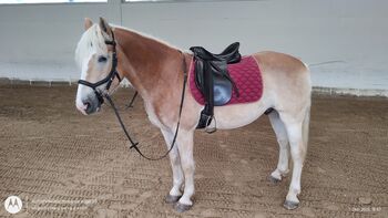 Verkaufe 5-jährigen Haflinger Wallach