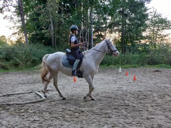 Verkaufe (Zucht)Stute, Anita, Horses For Sale, Freiwalddorf
