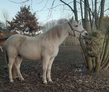 Verkaufe PRE Stute, Sandra , Horses For Sale, Rudolstadt