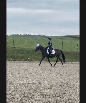 Verkaufe wunderschöne KWPN Stute, Janina , Horses For Sale, Heilbronn