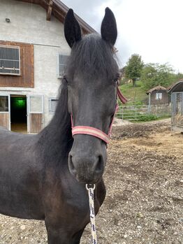Verkaufe schöne Stute