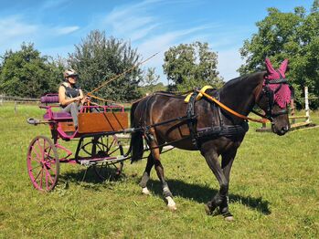 Verkaufe gepflegten großen Gig Sulky Kutsche für Pferde, Urmeli Urmel, Carriages, Ostelsheim