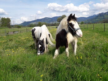 TINKERHENGSTFOHLEN, Claudia Deflorian , Konie na sprzedaż, Lustenau 