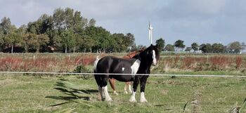 Tinker Wallach, Susanne Löbert, Horses For Sale, Uchte