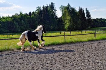 Tinker Wallach -   geritten und gefahren, ParadiseRanch, Horses For Sale, Hallabro