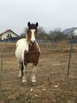 Tinker Haflinger Mix, Claudia , Pferd kaufen, Kirchfidisch 