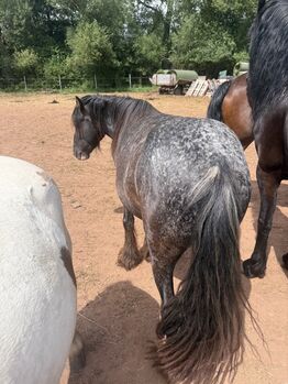 Tinker Hengst/pony