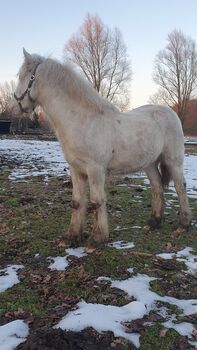 Tinker / Irish Cob , Absetzer , Sonderfarbe