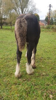 Tinker / Irish Cob / Fohlen / Hengst / wird groß