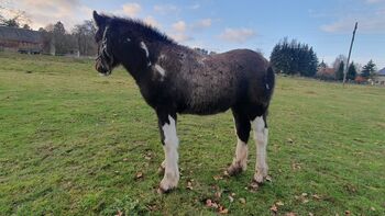 Tinker / Irish Cob / Sonderfarbe / Fohlen, Daniela Hoffmann , Pferd kaufen, Rohrberg  