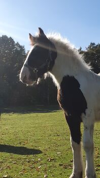 Tinker / Irish Cob / Sonderfarbe / wird sehr groß, Daniela Hoffmann , Horses For Sale, Rohrberg  