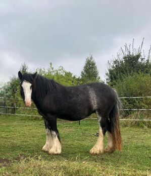 Tinker Irish Cob Stute, Annemari, Pferd kaufen, Grammetal