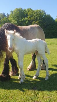 Tinker / Irish Cob , Absetzer , Sonderfarbe
