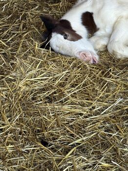 Tinker Stute, Engel , Horses For Sale, Winnweiler 